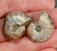 Rainbow flashing! 42.97ct split Ammonite Fossil