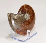 Simply gorgeous 629ct Cretacious era Ammonite fossil
