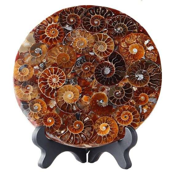Natural Madagascar Ammonite Fossil Disc