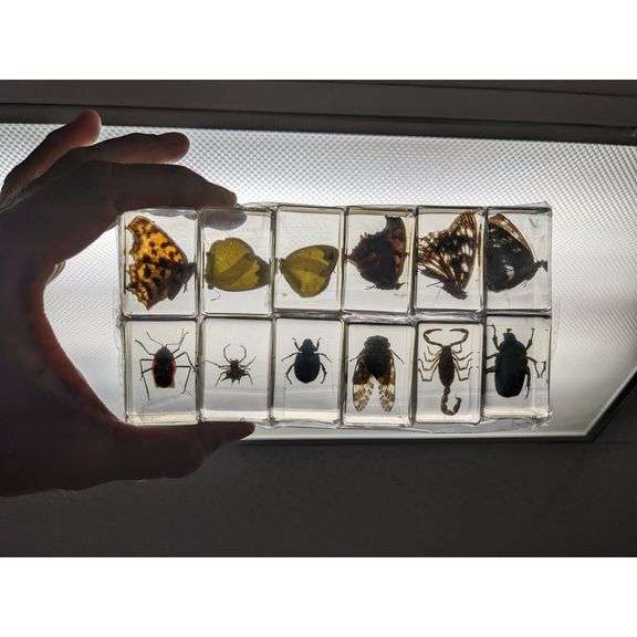 Collection of 12 Preserved Insects Specimen