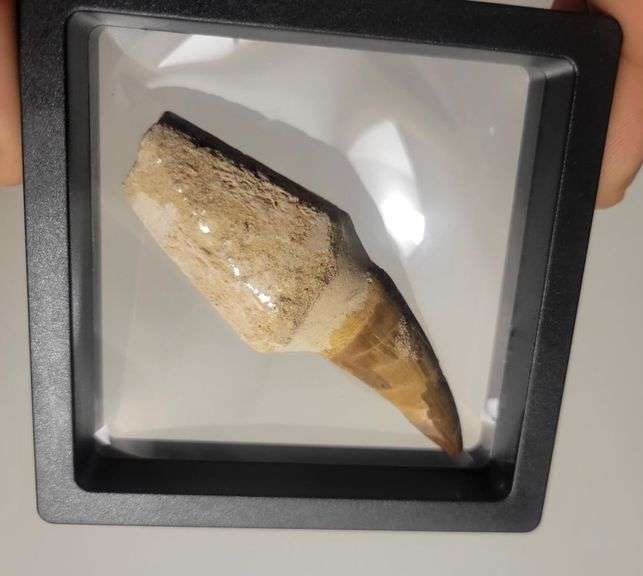 Real Fossilized Prehistoric Mosasaur Tooth