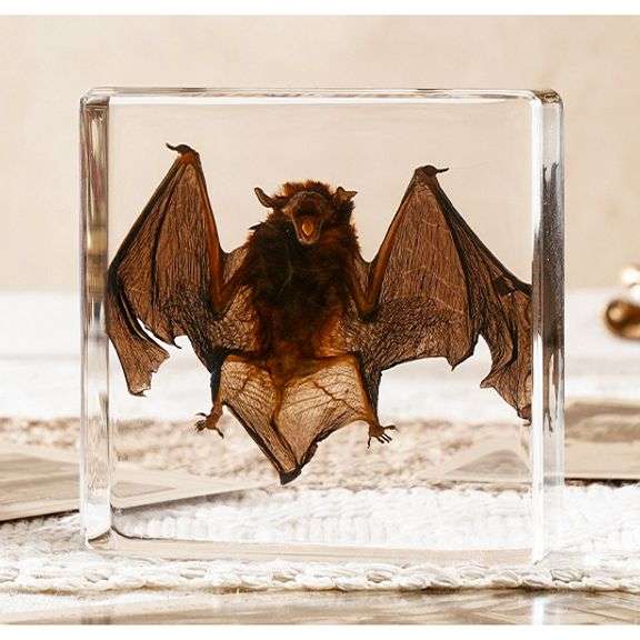 Real Preserved Bat Display Paperweight