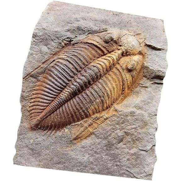 Real Trilobite Fossil 500 Million-Years-Old