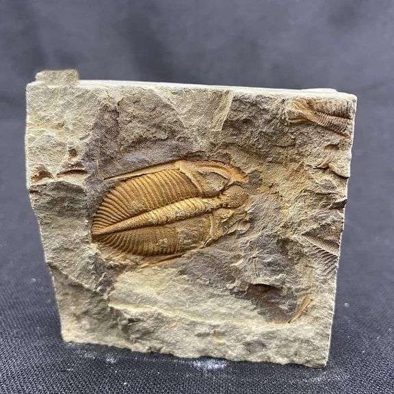 Real Trilobite Fossil 500 Million-Years-Old
