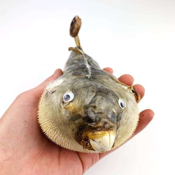 Real Porcupine Blowfish Preserved Puffer Fish