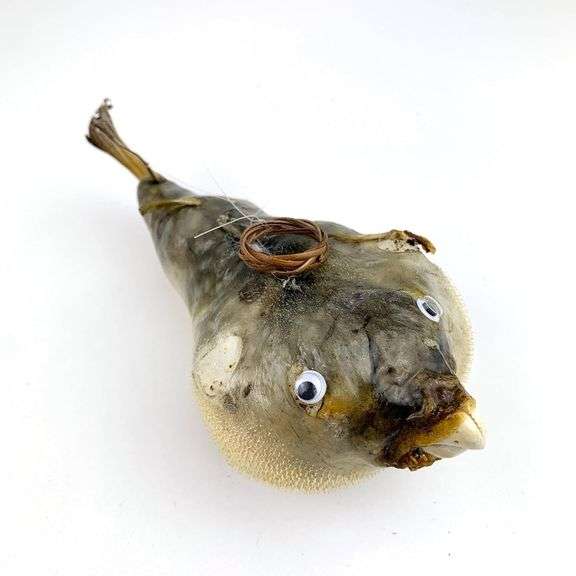 Real Porcupine Blowfish Preserved Puffer Fish