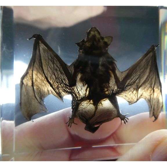 Real Preserved Bat Display Paperweight