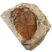 Real Trilobite Fossil 500 Million-Years-Old