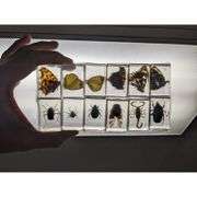 Collection of 12 Preserved Insects Specimen