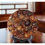 Natural Madagascar Ammonite Fossil Disc