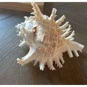 Jumbo 7-8 Inches Natural Sea Shell Conch