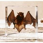 Real Preserved Bat Display Paperweight