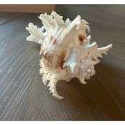 Jumbo 7-8 Inches Natural Sea Shell Conch