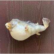 Real Porcupine Blowfish Preserved Puffer Fish