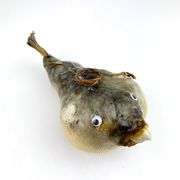 Real Porcupine Blowfish Preserved Puffer Fish