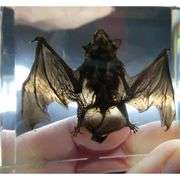Real Preserved Bat Display Paperweight