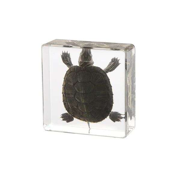 Real Preserved Turtle Collectible Paperweight