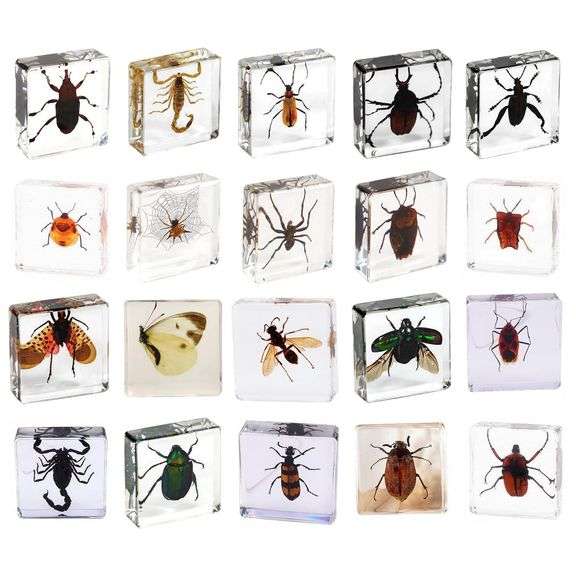 20 Preserved Insect Collection