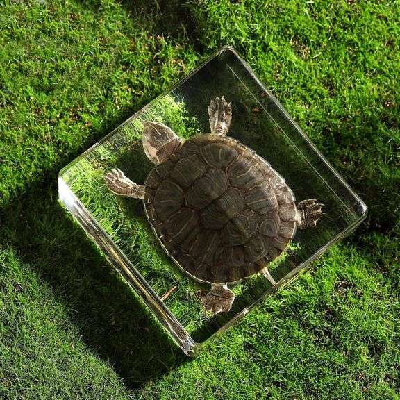 Real Preserved Turtle Collectible Paperweight