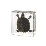 Real Preserved Turtle Collectible Paperweight