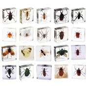 20 Preserved Insect Collection