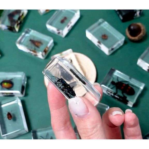 20 Real Preserved Insect Collection