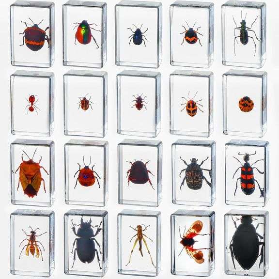 20 Real Preserved Insect Collection