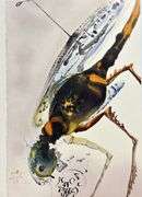 Highly Collectible and Rare Salvador Dali Original Lithograph from the 'Biblia Sacra' Suite