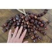 Juju Chacha Pangi Pala Percussion Rattle