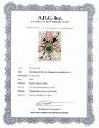 Highly Collectible and Rare Salvador Dali Original Lithograph from the 'Biblia Sacra' Suite