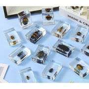 20 Real Preserved Insect Collection