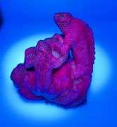 Massive! 370.20ct hand carved Ruby in Zoisite!