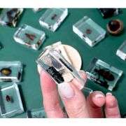 20 Real Preserved Insect Collection