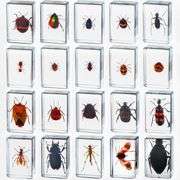 20 Real Preserved Insect Collection