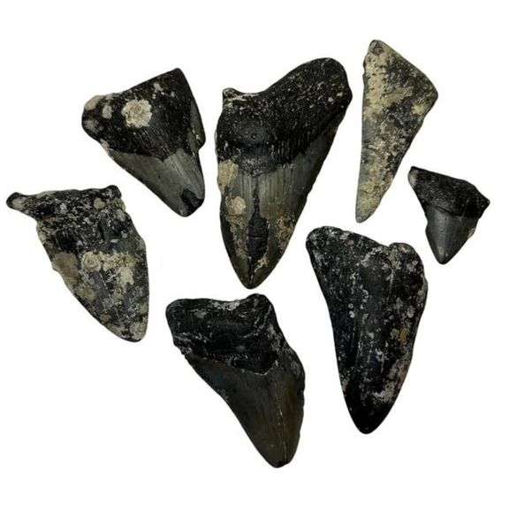 Lot of Genuine Megalodon Shark Tooth Fragments
