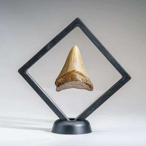 Genuine 2–3 Inch Megalodon Fossil Shark Tooth