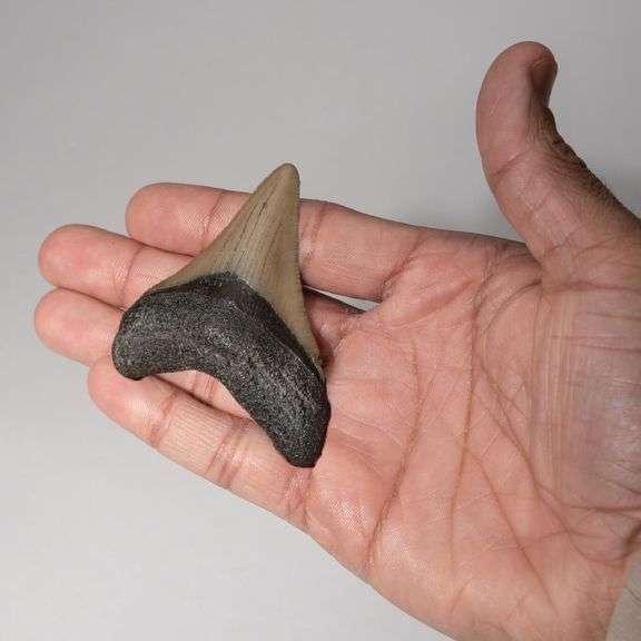 Genuine 2–3 Inch Megalodon Fossil Shark Tooth