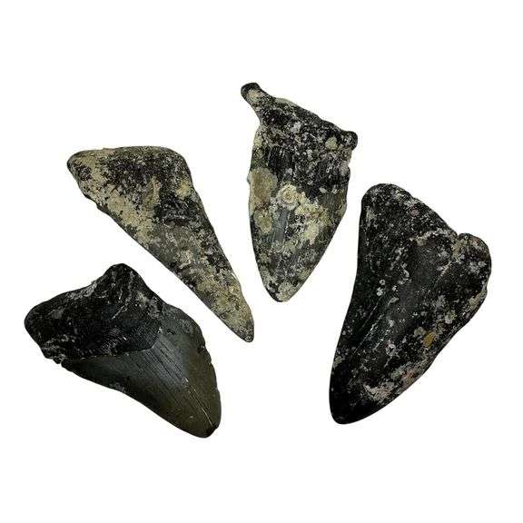 Lot of Genuine Megalodon Shark Tooth Fragments