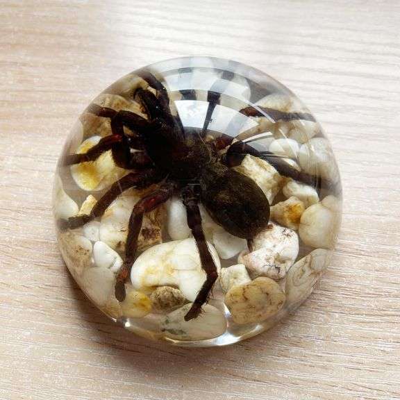 Real Tarantula Bird Spider Paperweight
