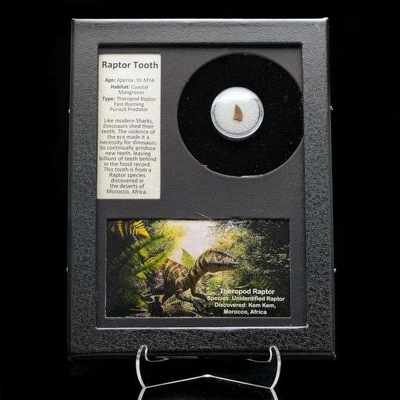 Real Fossilized Raptor Tooth w/ COA