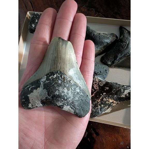 Lot of Genuine Megalodon Shark Tooth Fragments