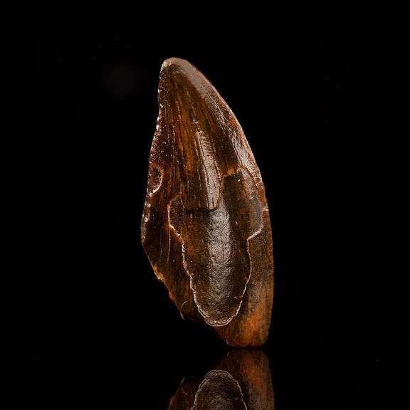 Real Fossilized Raptor Tooth w/ COA