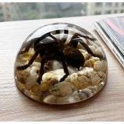 Real Tarantula Bird Spider Paperweight