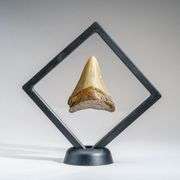 Genuine 2–3 Inch Megalodon Fossil Shark Tooth