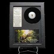 Real Fossilized Raptor Tooth w/ COA