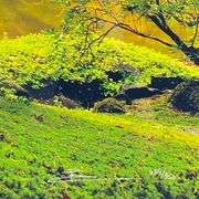 "Tree of Life" by Peter Lik