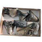 Lot of Genuine Megalodon Shark Tooth Fragments