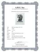 Extremely Collectible Vintage Picasso Woodcut on Paper