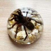 Real Tarantula Bird Spider Paperweight