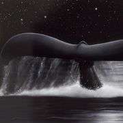 "Sea of Stars" by Wyland